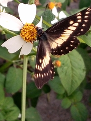 Catasticta nimbice