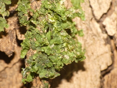 Radula complanata