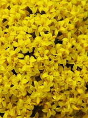 Hymenolepis