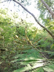 Calliandra houstoniana
