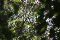 Patagioenas cayennensis