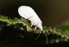 Coniopteryx maculithorax