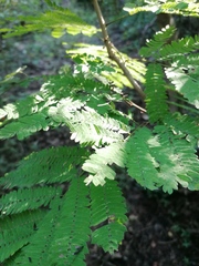 Calliandra houstoniana