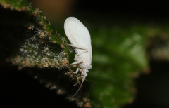 Coniopteryx maculithorax