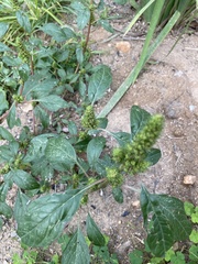 Amaranthus hybridus