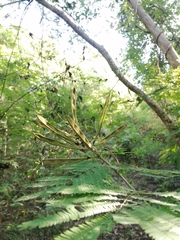 Calliandra houstoniana