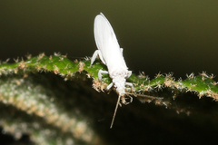 Coniopteryx maculithorax
