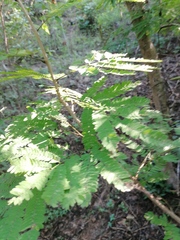 Calliandra houstoniana
