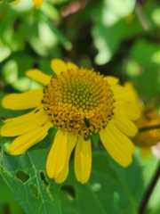 Leptocarpha rivularis