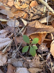 Polygaloides paucifolia