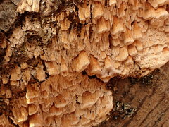 Neoantrodia serialis