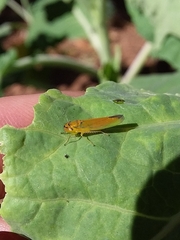 Cicadellinae