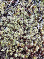Polytrichum