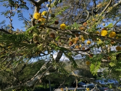 Vachellia macracantha