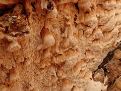 Neoantrodia serialis