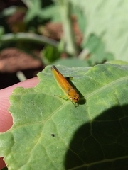 Cicadellinae