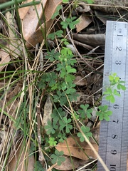 Oxalis perennans