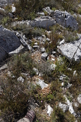 Pronolagus rupestris