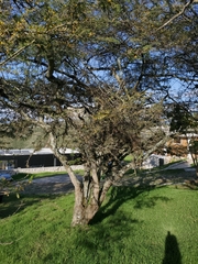 Vachellia macracantha