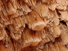 Neoantrodia serialis