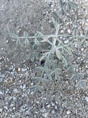 Psorothamnus emoryi emoryi