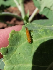 Cicadellinae
