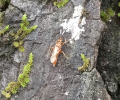 Ischnus inquisitorius