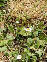 Xanthocnemis zealandica