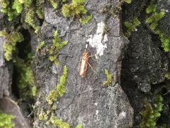 Ischnus inquisitorius