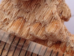 Neoantrodia serialis