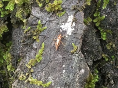 Ischnus inquisitorius