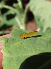 Cicadellinae