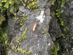 Ischnus inquisitorius