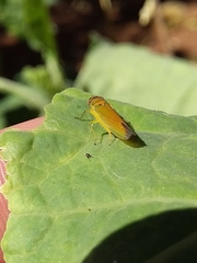 Cicadellinae