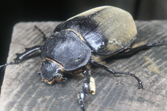Megasoma elephas