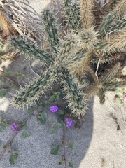 Cylindropuntia echinocarpa