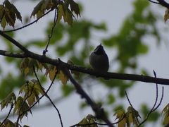 Vermivora chrysoptera