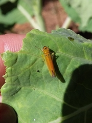 Cicadellinae