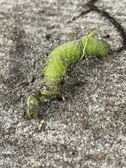 Paonias excaecata
