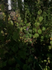 Mesosphaerum suaveolens