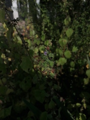 Mesosphaerum suaveolens