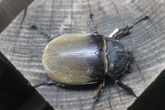 Megasoma elephas