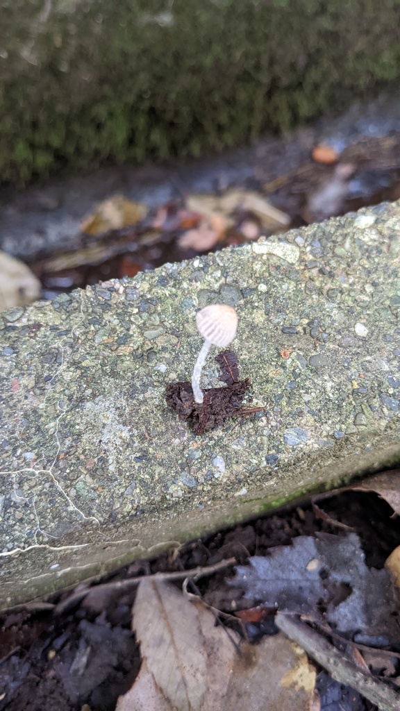Ephemerocybe aokii