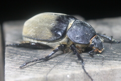 Megasoma elephas