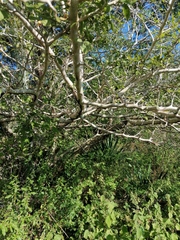 Bursera silviae