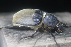 Megasoma elephas