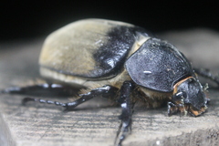 Megasoma elephas