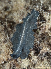 Polycladida