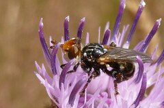 Myopa variegata
