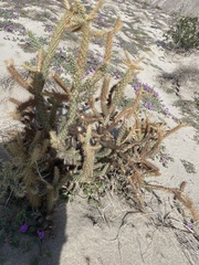 Cylindropuntia echinocarpa